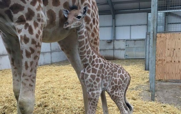 У зоопарку Британії народилося дитинча рідкісного виду жирафів