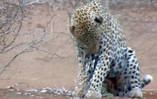 У Мережі показали леопарда, що атакував дикобразів 