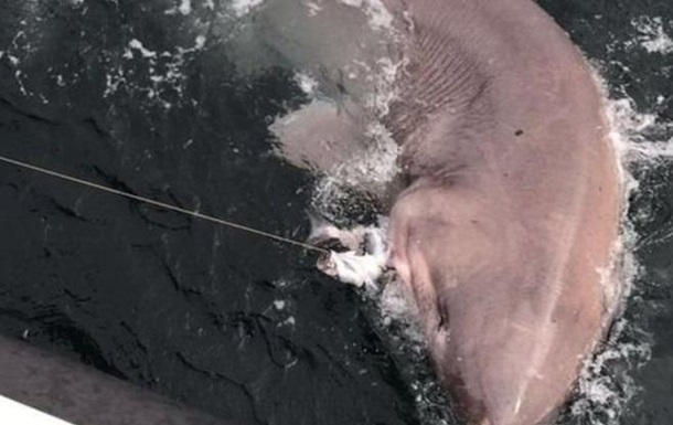 В Ірландії спіймали гігантську шестизяброву акулу