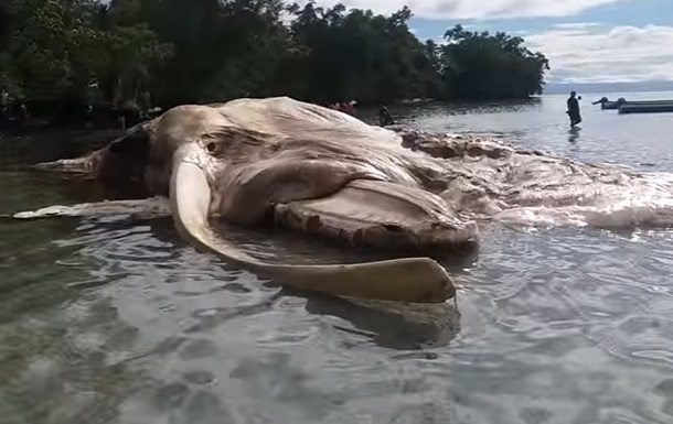 В Индонезии обнаружили тело гиганского существа