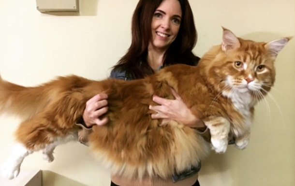 СМИ показали  самого длинного в мире  кота