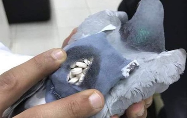 У Кувейті спіймали голуба з мішечком наркотиків