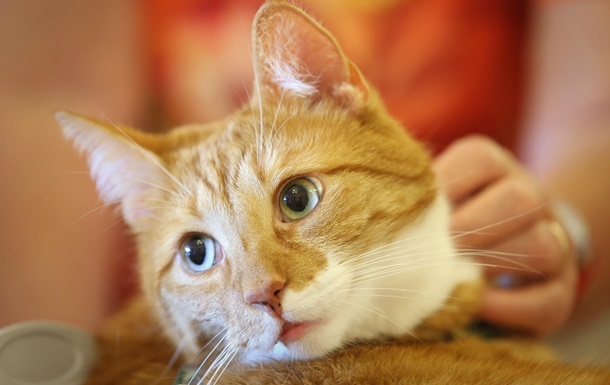 Ветеринарная клиника в Ирландии ищет обнимателя котов