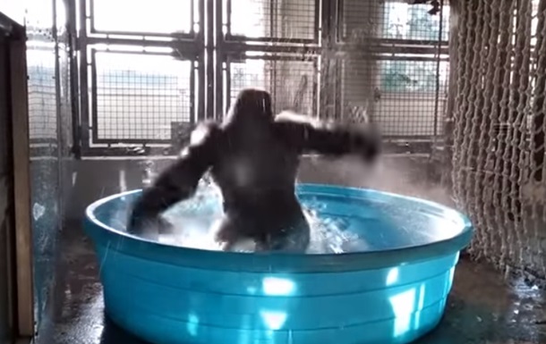 У Мережі показали запальний танець горили