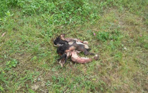 У Луцьку останки телят знайшли прямо на жвавій вулиці
