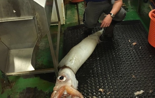Рыбаки поймали в свои сети гигантского кальмара
