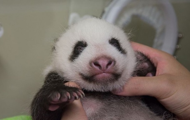В зоопарке Токио взвесили детеныша панды