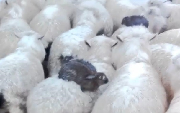 У Новій Зеландії вівці врятували кроликів