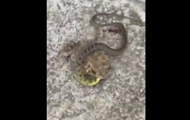 Голодная жаба выиграла схватку со змеей