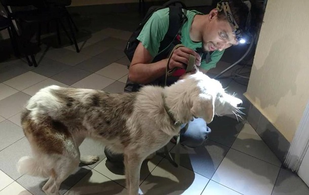 У Києві невідомі присудили собакам стати сліпими