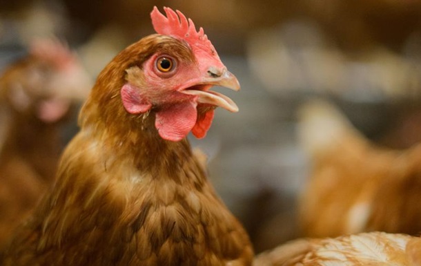 Яєчний скандал  в Європі: у Бельгії тимчасово закрили 51 птахофабрику