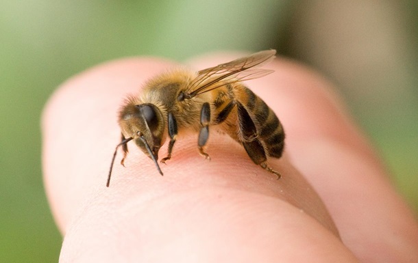 На Харківщині чоловік помер від укусу бджоли