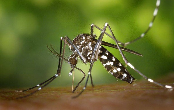 Twitter удалил пользователя за угрозы комару