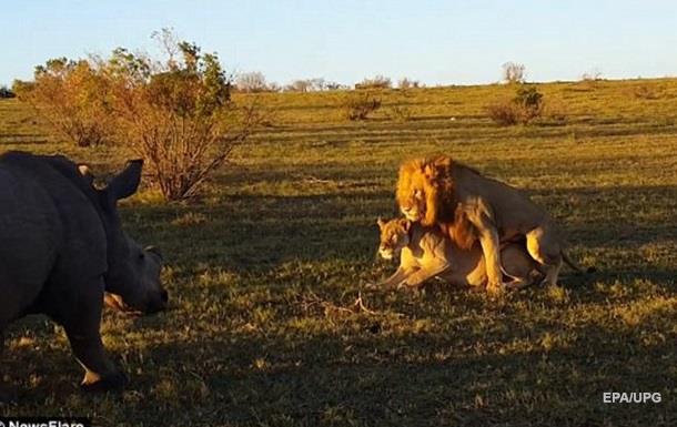 Розгніваний носоріг атакував  левів, що спаровувалися