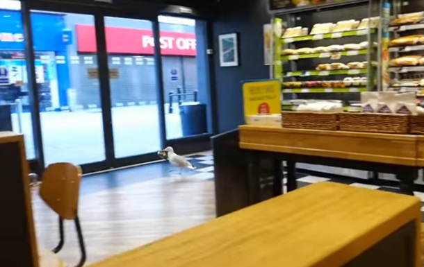 Чайку, яка обікрала магазин, зняли на відео