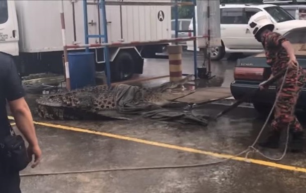 В Малайзии поймали крокодила возле магазина