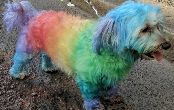 На ЛГБТ-марш собак прикрасили райдужними прапорами
