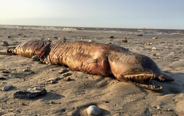На пляжі в Техасі знайшли загадкову тварину