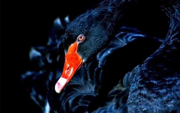 В ожидании «чёрного лебедя»