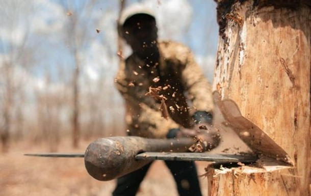 У Житомирській області  чорні лісоруби  напали зі зброєю на лісників