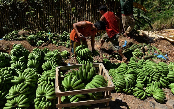 В ООН попередили про загрозу бананової катастрофи