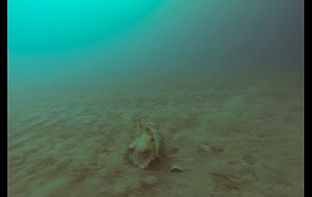 Рідкісну арктичну медузу зняли на відео