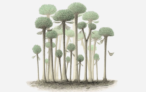Ученые нашли останки гигантских деревьев-грибов