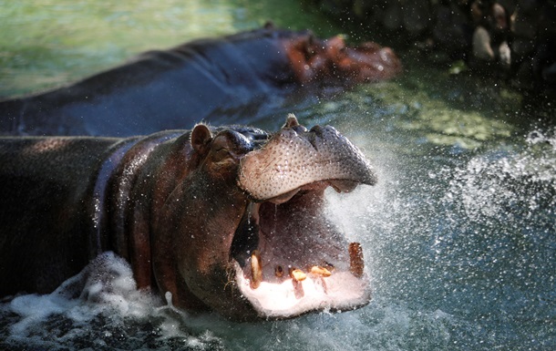 Крокодил попал в потасовку со стадом бегемотов