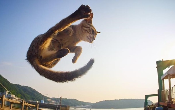 Японський фотограф показав котів-ніндзя