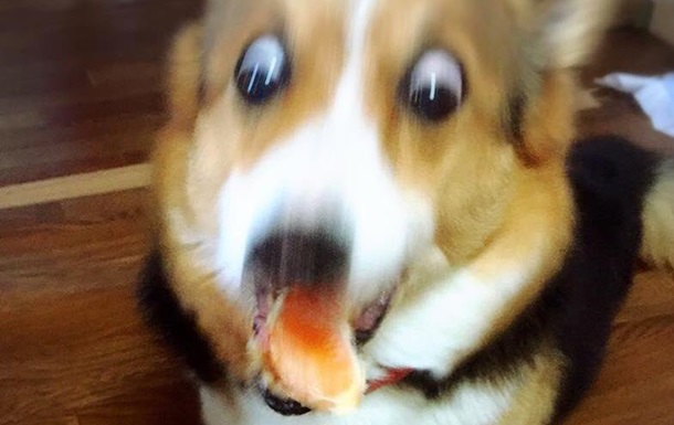 Японцы удивили Сеть фото  самых ужасных  собак
