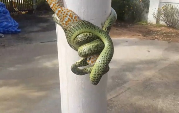На відео потрапила боротьба гекона і змії
