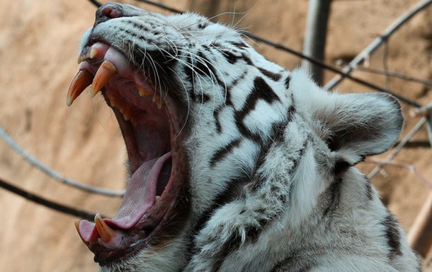У Росії відвідувачі зоопарку напали на тварин