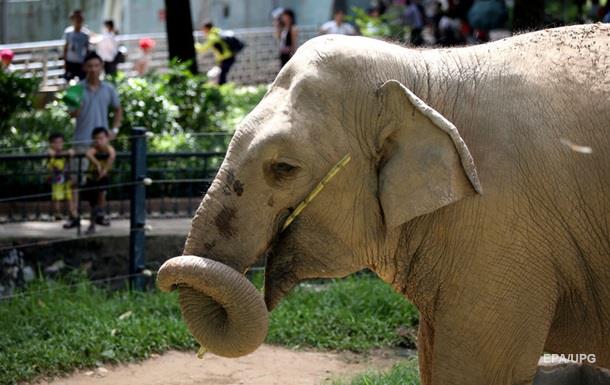 У Таїланді слониха вбила господаря і заховала тіло