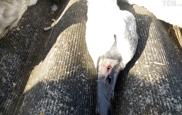 На озере в Сумской области расстреляли лебедей