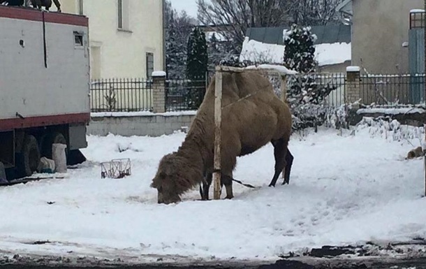 У Тернопільській області пересувний цирк залишив верблюда