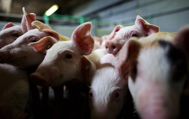 Чуму свиней зафіксували в Рівненській області