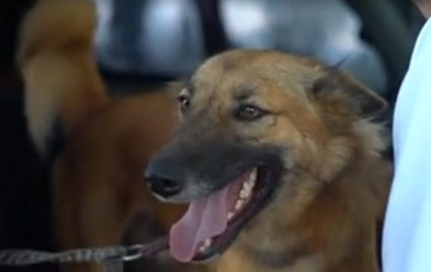 В Таиланде псу сделали высокотехнологичные протезы