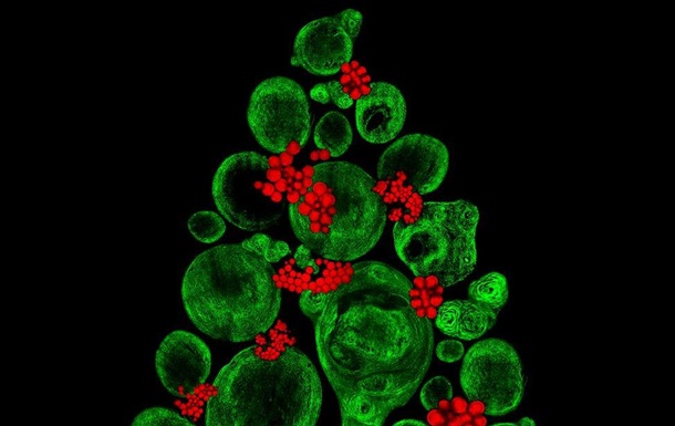Британская ученая создала  елку  из стволовых клеток
