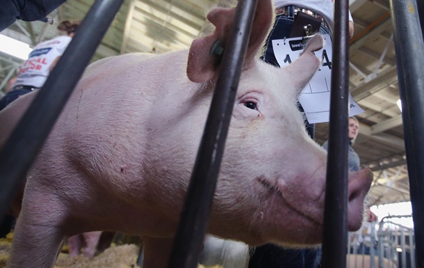 Спалах чуми у свиней зафіксували відразу в двох областях