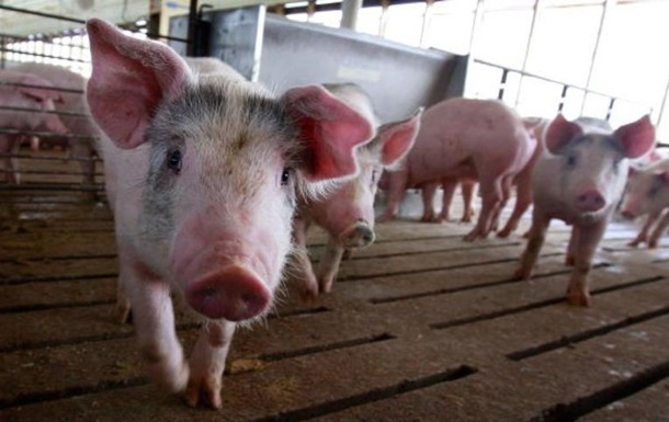 Україна втратила статус експортера свинини