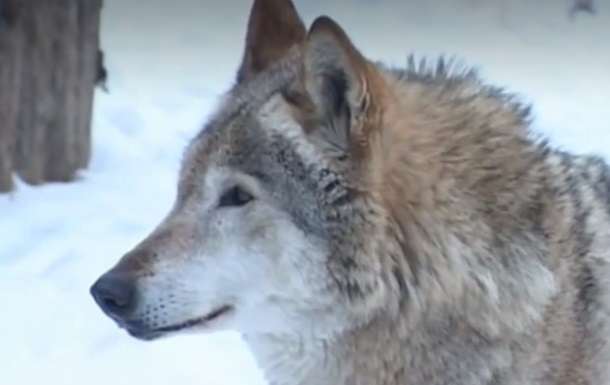 В Житомирской области волки нападают на село