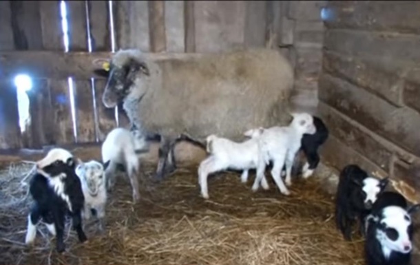 У Литві вівця народила рекордну кількість ягнят