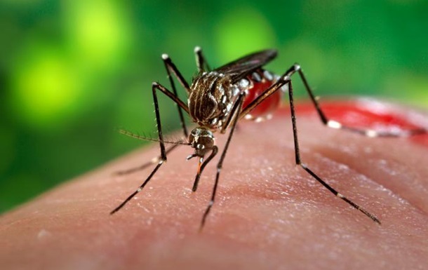 У Туреччині з явилися комарі-переносники лихоманки Зіка