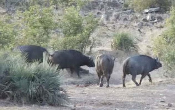 Туристы сняли спасение слоненка стадом буйволов