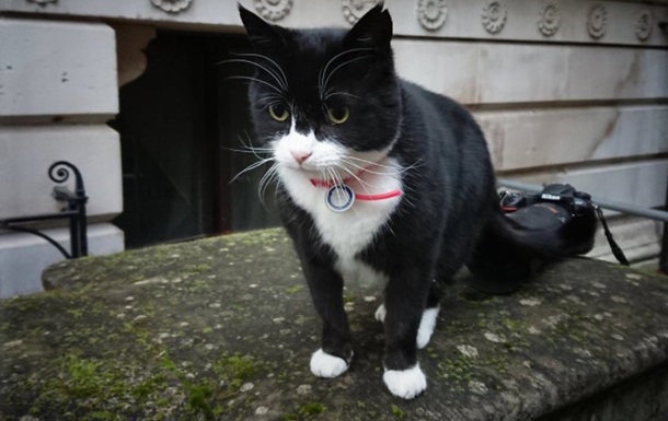 Службового кота МЗС Британії посадили на дієту