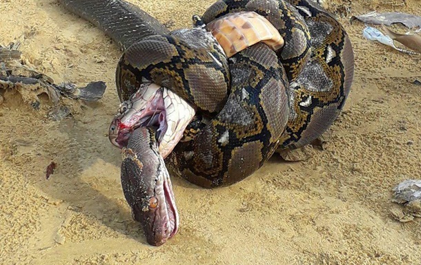 Пітон і королівська кобра вбили один одного