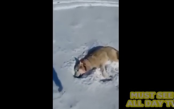 Притворившегося мертвым волка сняли на видео