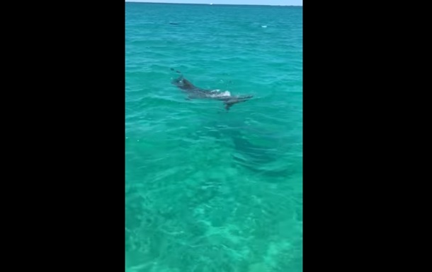 Пытавшихся съесть черепаху акул сняли на видео