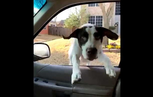 Счастливый пес запрыгнул в окно авто: хит Сети
