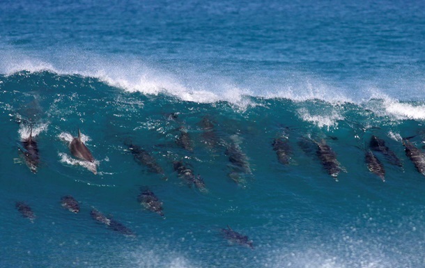 У Мексиці на берег викинулися півсотні дельфінів